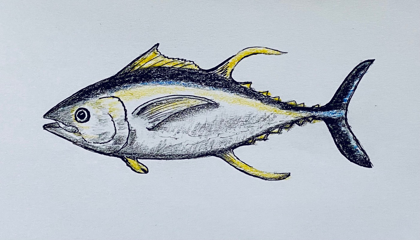 tuna by Colors (Pencil, Pen, Colored pencil)