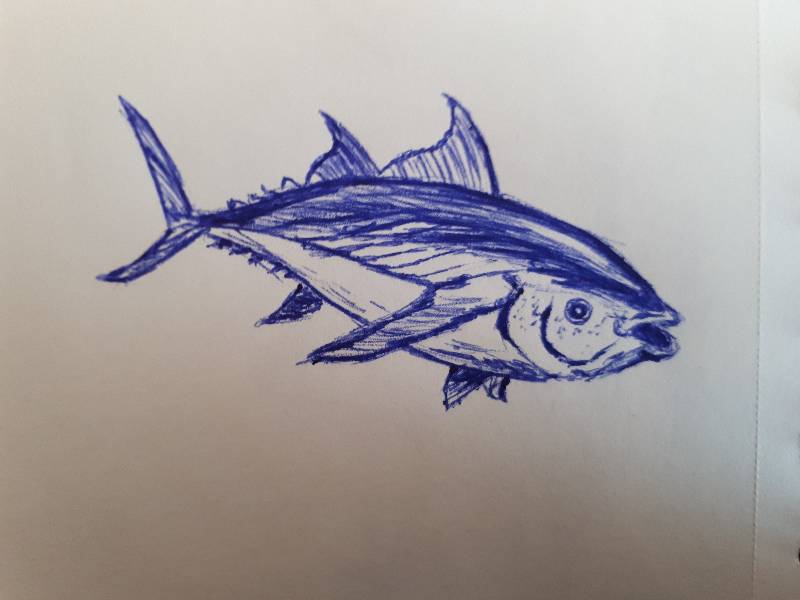 tuna by Girasole24 (Pen)