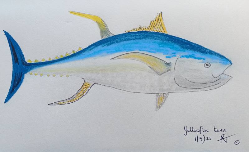 tuna by AndytheGreek13_ (Pencil, Soft pastel)