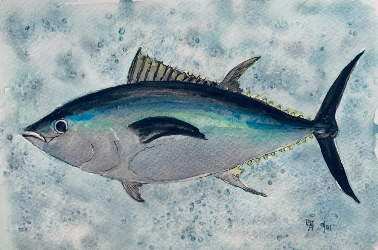 tuna by fairlawnbj (Watercolor, Pen)