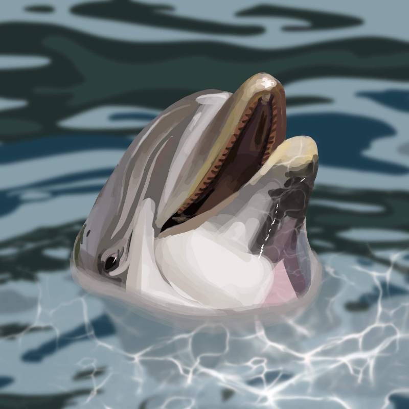 dolphin by Kiu (Digital)
