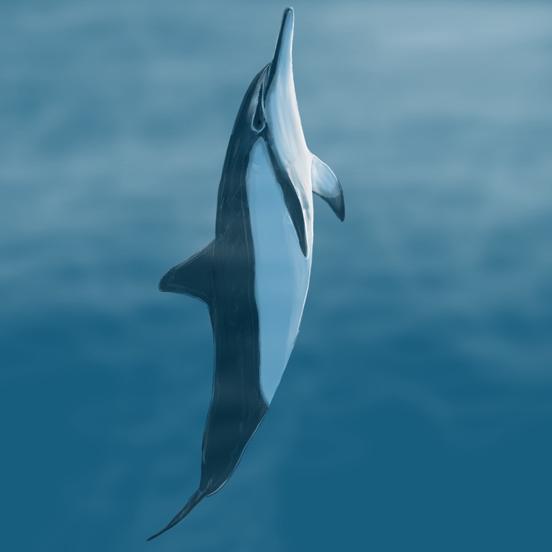 dolphin by MartinSalias (Ink, Digital)