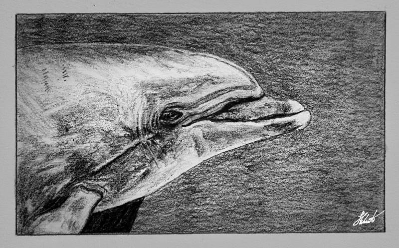 dolphin by Jesseeker44 (Pencil)