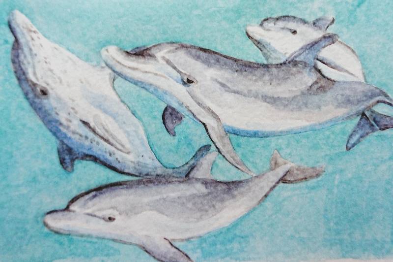 dolphin by meidraws (Watercolor)