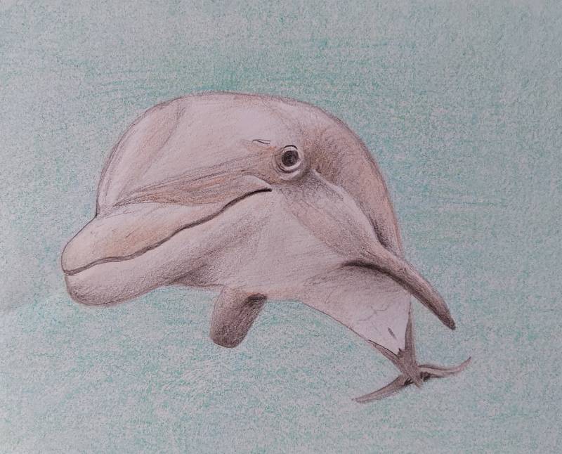 dolphin by Dot9000 (Colored pencil)