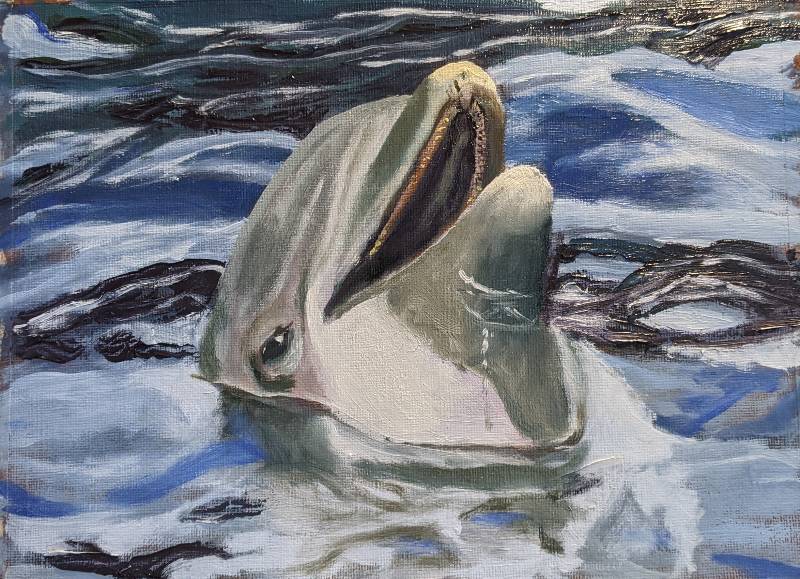 dolphin by jimcf (Oil paint)