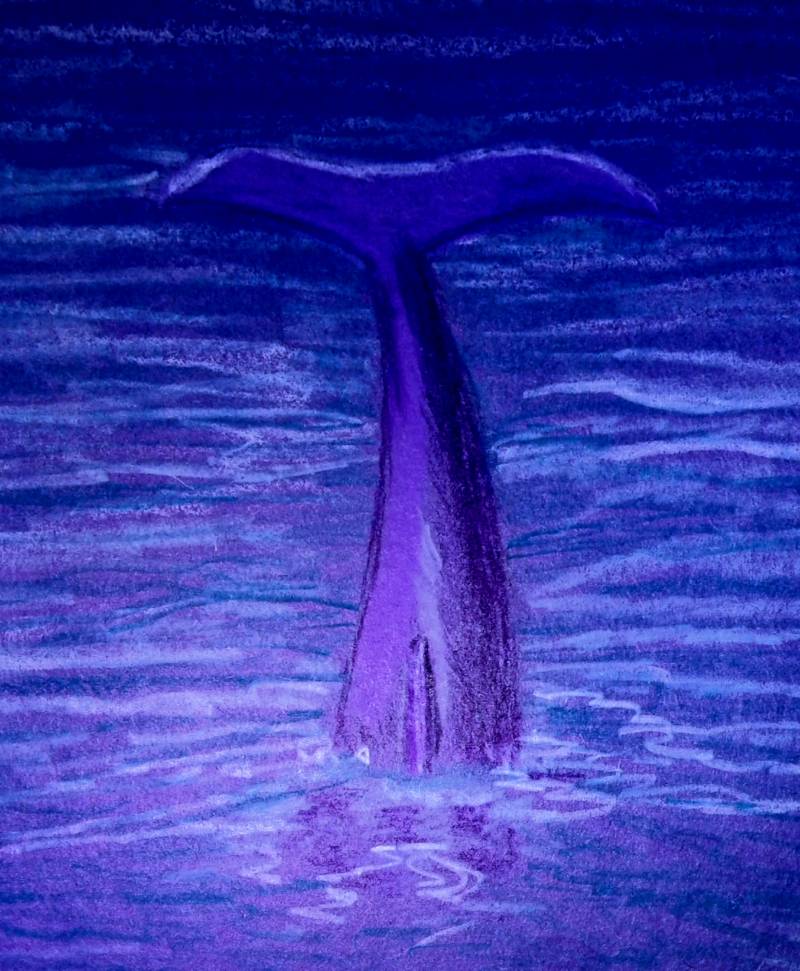 dolphin by MBear (Oil pastel, Charcoal, Colored pencil)