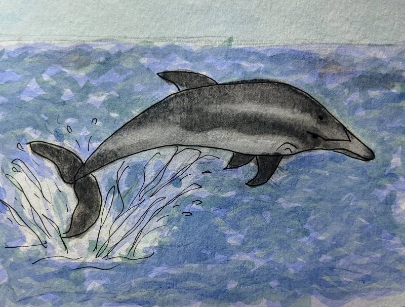 dolphin by Babyknows (Watercolor, Pen)