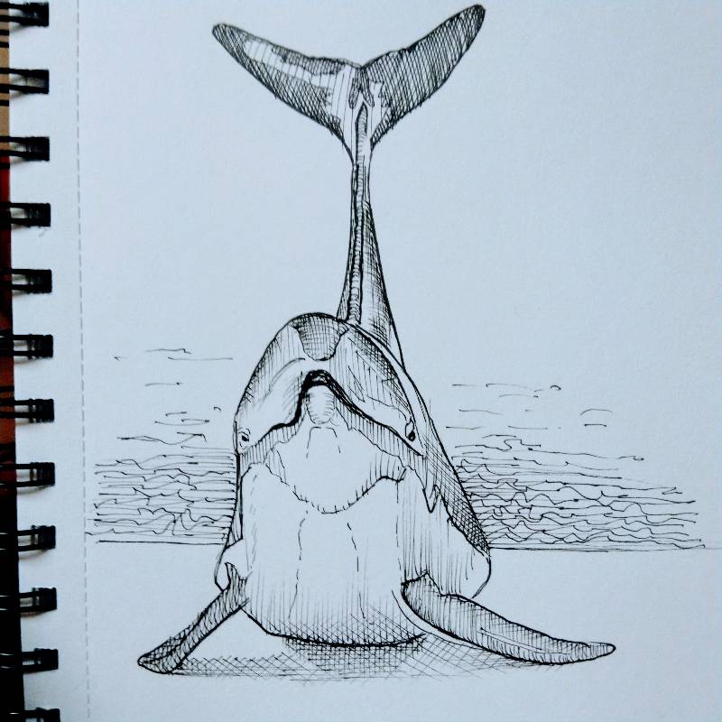 dolphin by Johnny_ (Pen, Ink)