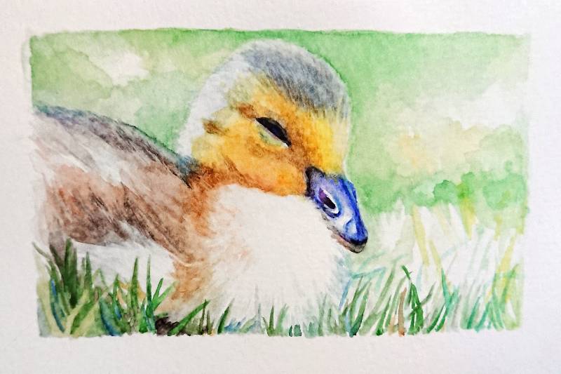 goose by meidraws (Watercolor)