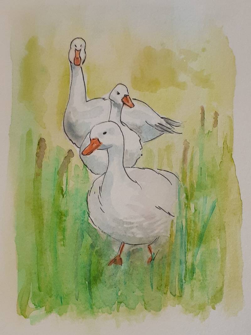 goose by jujolia (Watercolor, Ink)