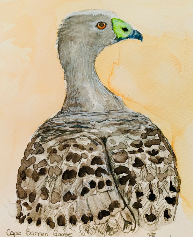 goose by fairlawnbj (Watercolor, Pen)