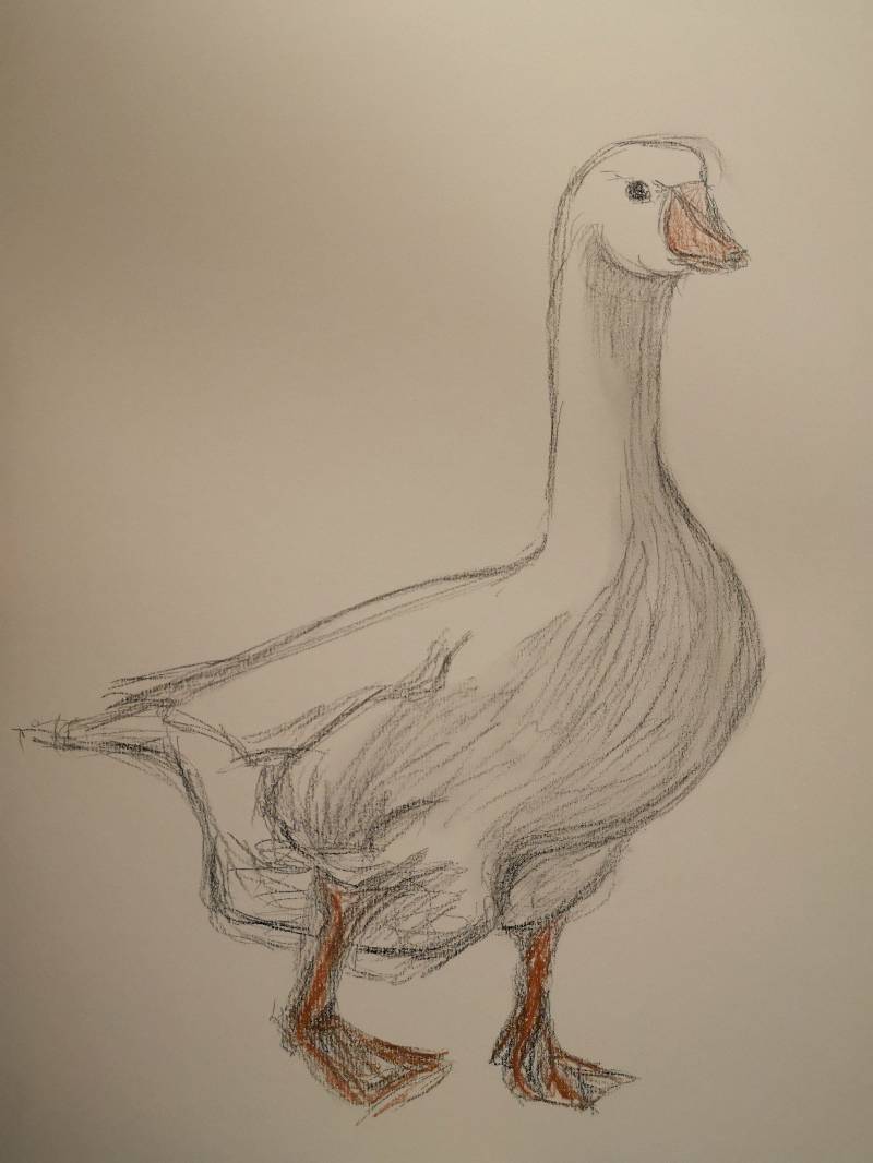 goose by Mimmismimmi (Soft pastel, Charcoal)