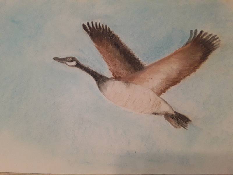 goose by MyImage (Pencil, Soft pastel)