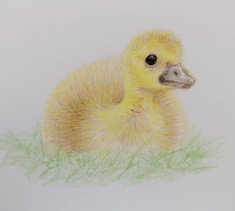 goose by Dot9000 (Pen, Ink, Colored pencil)