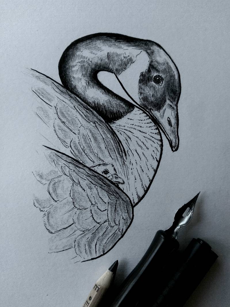 goose by mikrook (Pencil, Ink)