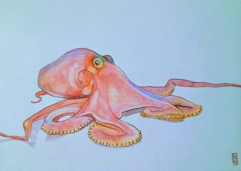 octopus by Keith89 (Pencil, Colored pencil)