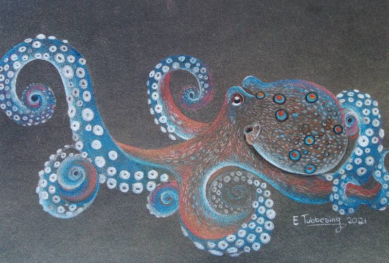 octopus by Emily_tubbesing (Colored pencil)