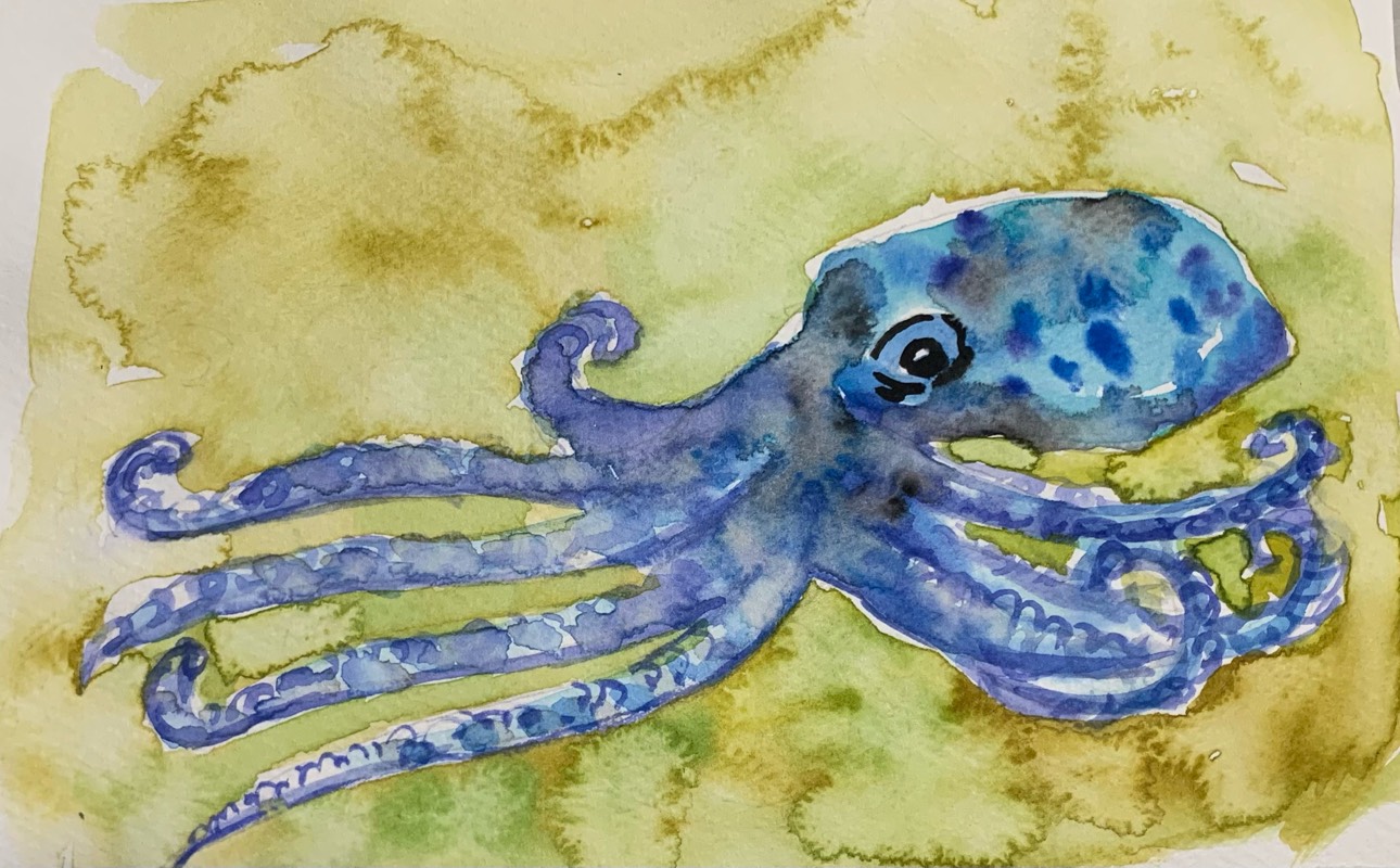 octopus by fairlawnbj (Watercolor)