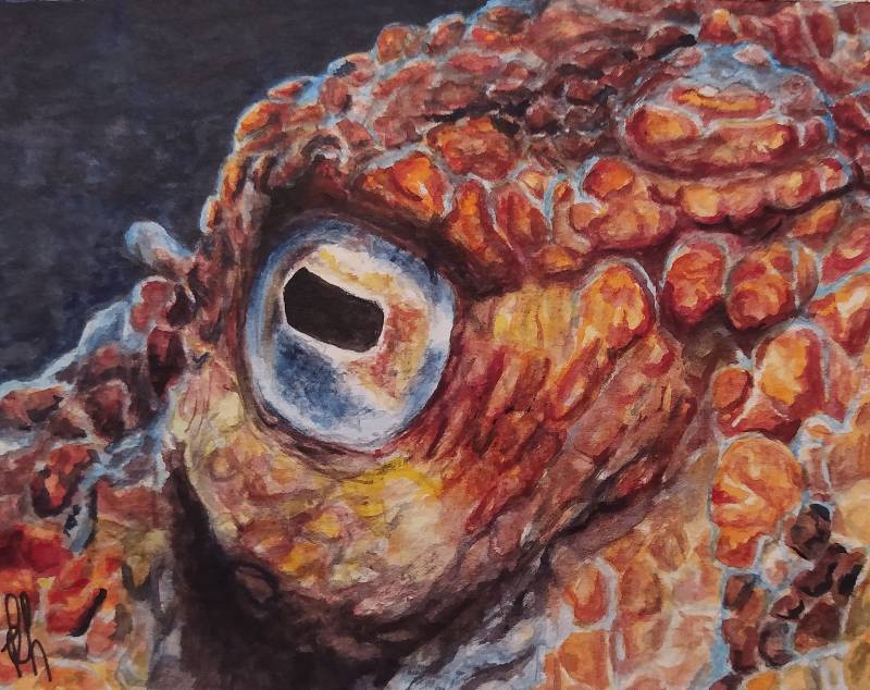 octopus by kiwy (Watercolor)