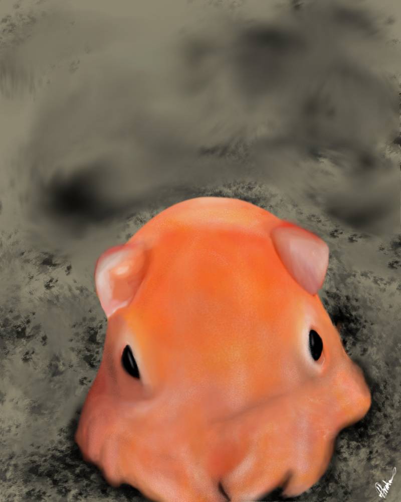 octopus by Hobbie (Digital, Pencil, Colored pencil)
