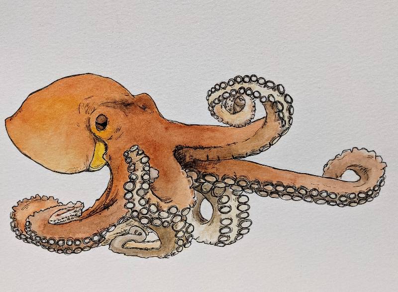 octopus by Elan28 (Watercolor, Pen)