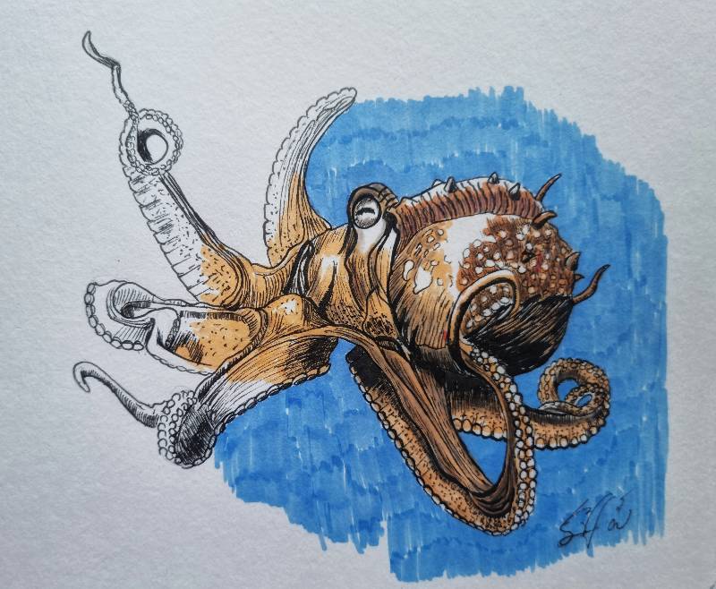 octopus by saundarya (Pen, Ink, Markers)
