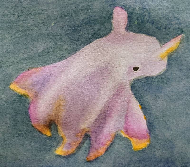 octopus by Babyknows (Watercolor)