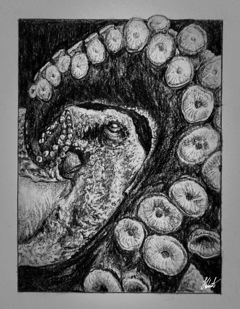 octopus by Jesseeker44 (Pencil, Ink)