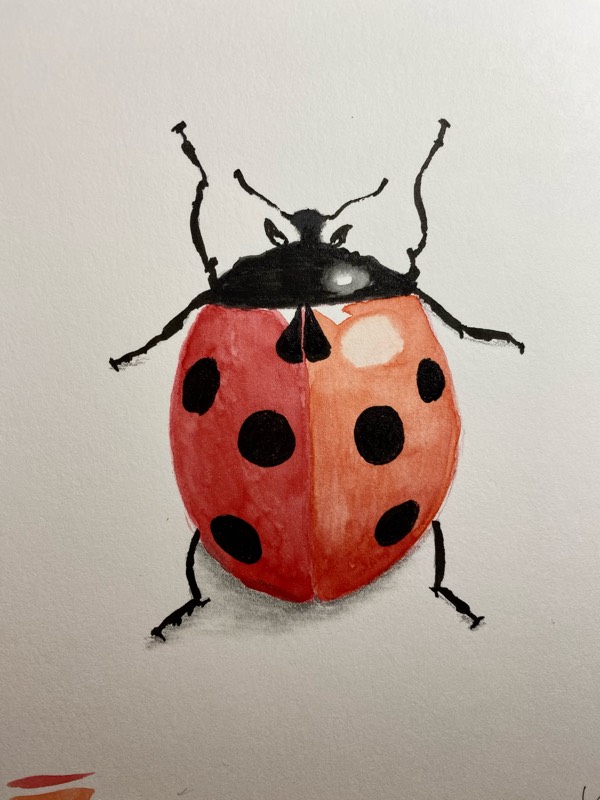 ladybird by jeuneson (Watercolor, Ink)