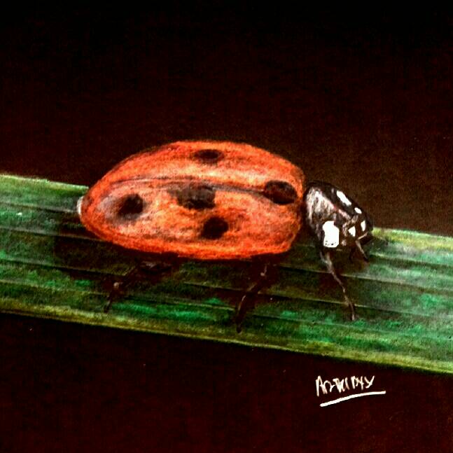 ladybird by Arthur (Colored pencil)
