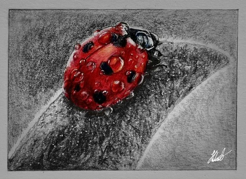 ladybird by Jesseeker44 (Pencil, Ink, Colored pencil)