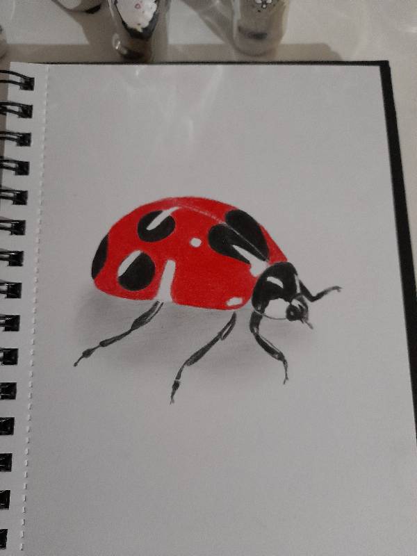 ladybird by LearningLoadingStandBy_ (Pencil, Colored pencil)