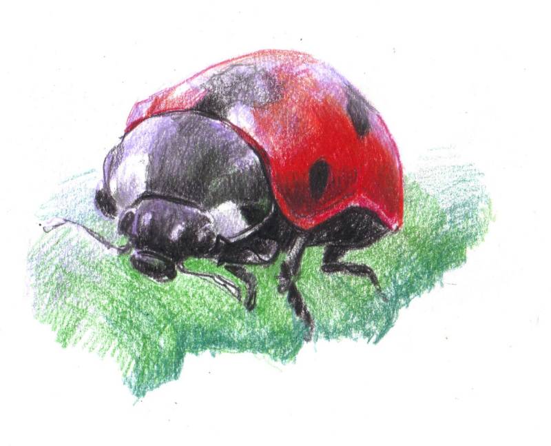 ladybird by Verdundegast (Colored pencil)