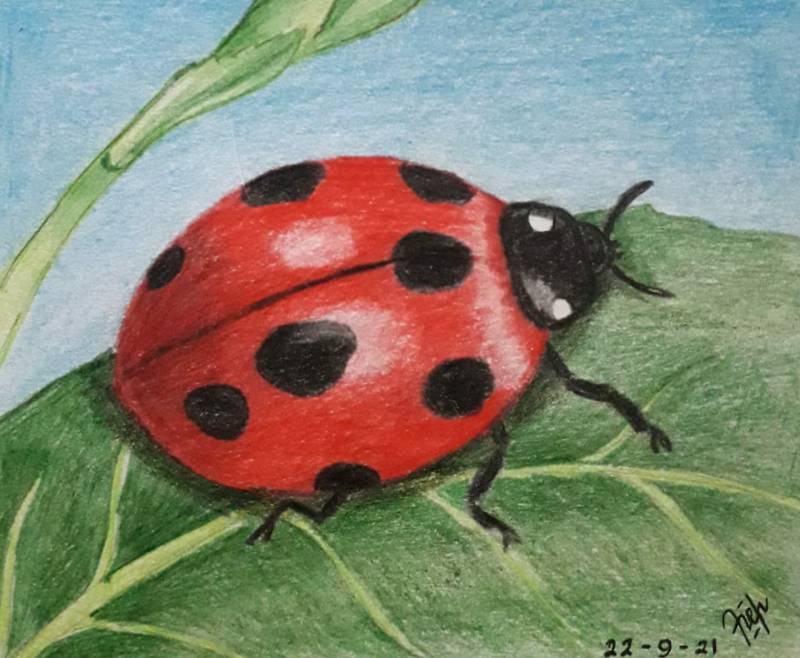 ladybird by Vincencia_Robin (Pencil, Colored pencil, Pen)