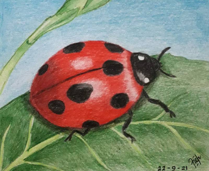 Drawing Lady Bird At Kathy Lighty Blog