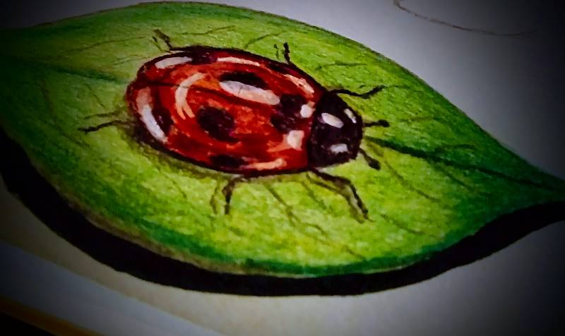 ladybird by letha (Pencil, Pen, Markers, Colored pencil)