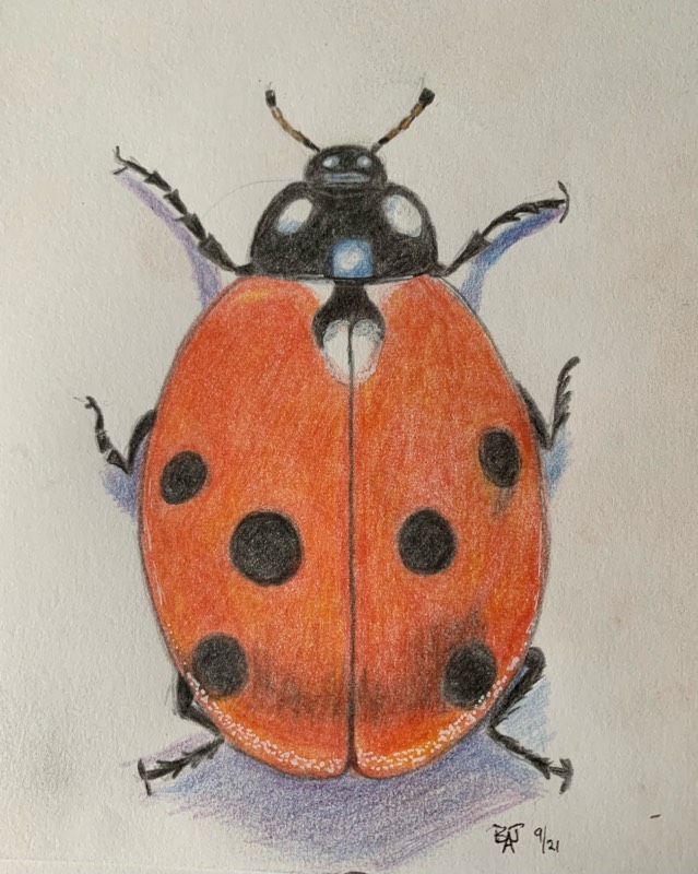 ladybird by fairlawnbj (Colored pencil)