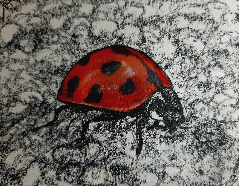 ladybird by luiss (Ink, Acrylic paint, Charcoal)