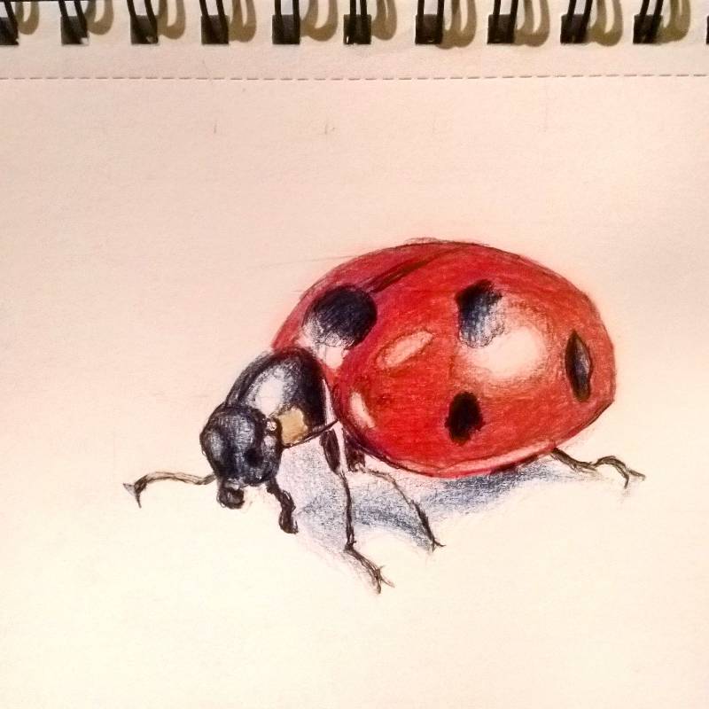 ladybird by Johnny_ (Pencil, Pen, Colored pencil)