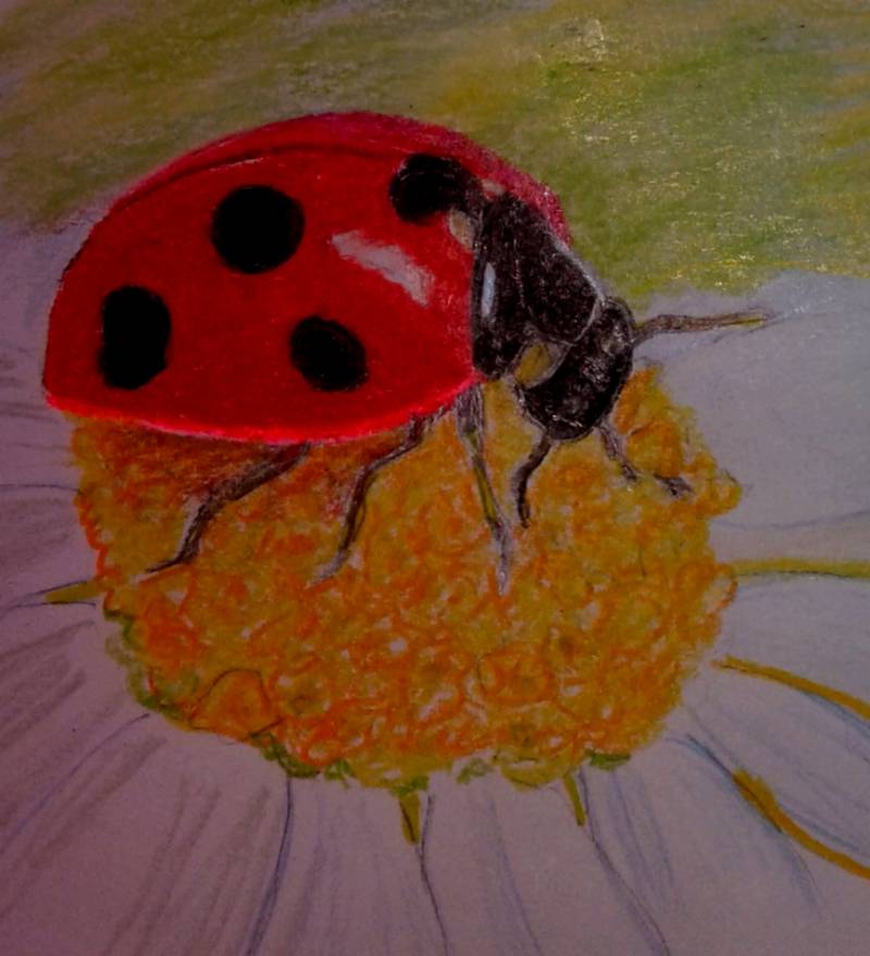 ladybird by MBear (Colored pencil, Soft pastel, Other)
