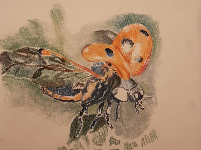 ladybird by Dave_Coleman (Soft pastel)