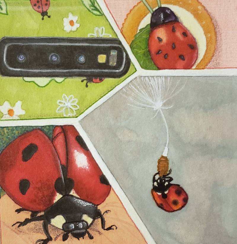 ladybird by jkt (Pen, Markers, Colored pencil, Acrylic paint)