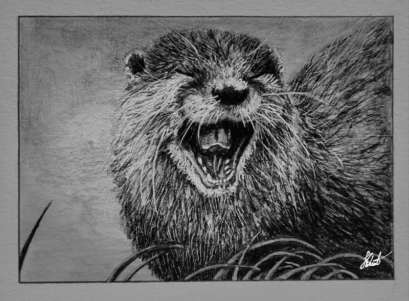 otter by Jesseeker44 (Pencil, Ink)