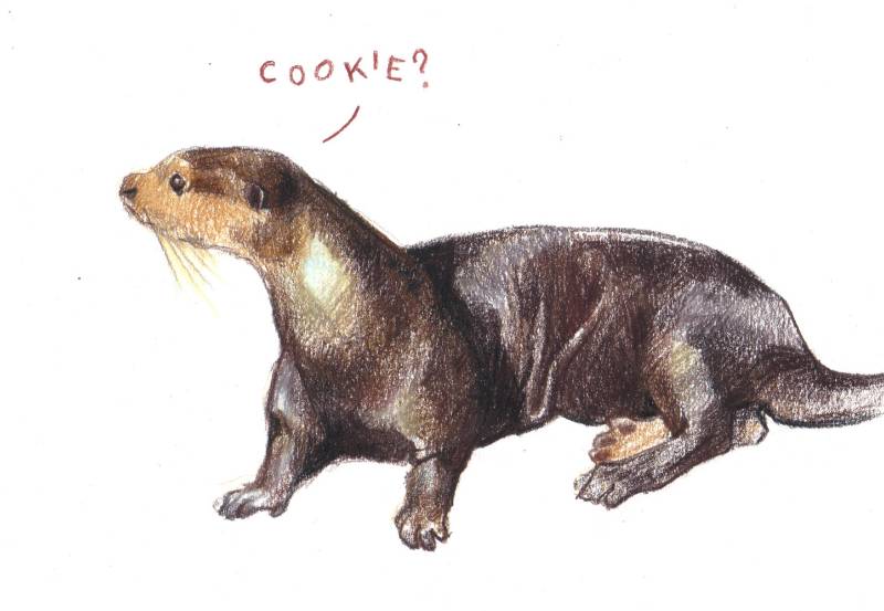 otter by Verdundegast (Colored pencil)