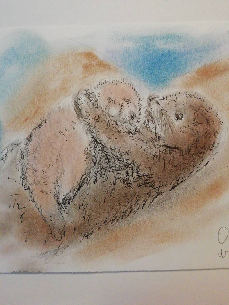 otter by Ekisz (Pen, Soft pastel)