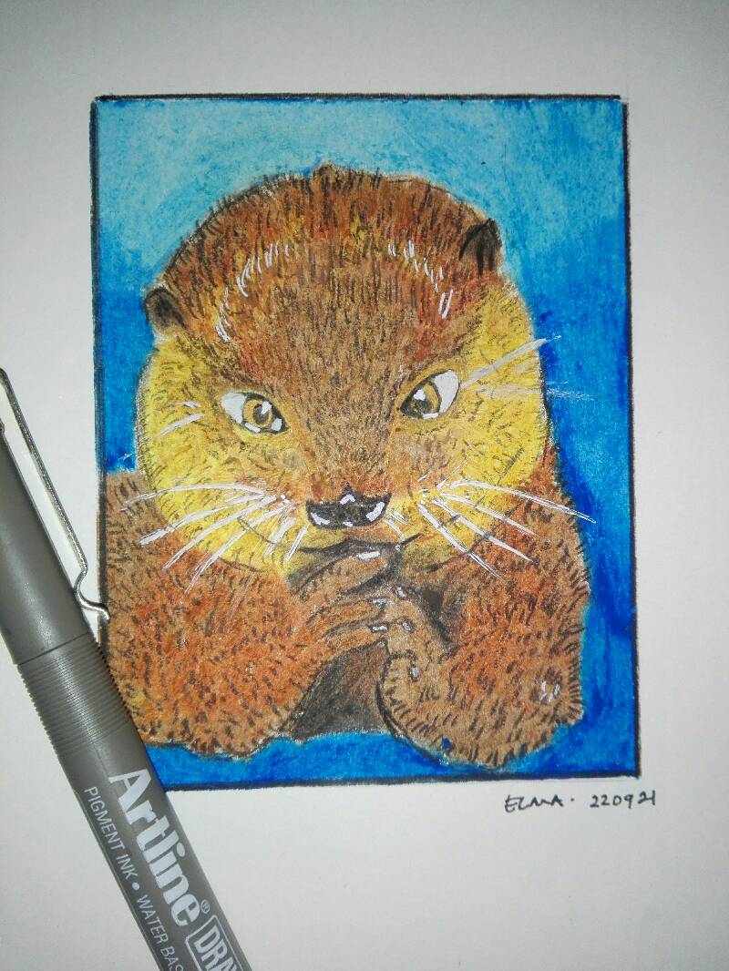 otter by ElmaE92 (Pencil, Oil pastel)