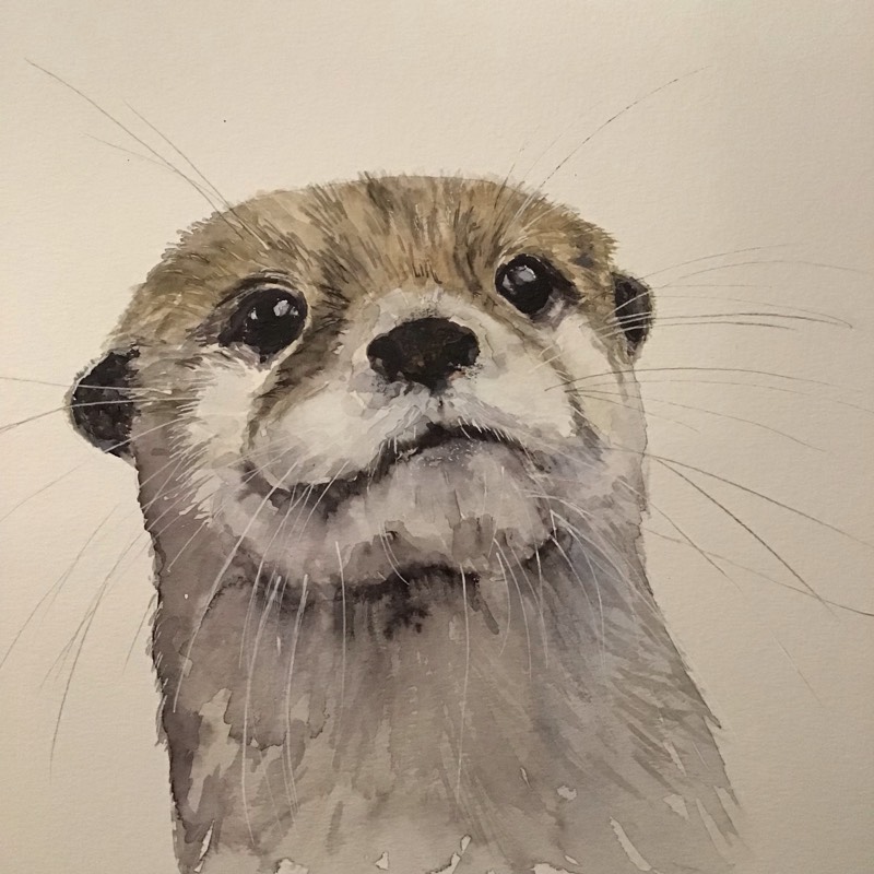 otter by Sally (Watercolor)