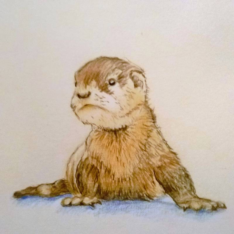 otter by Johnny_ (Pencil, Pen, Colored pencil, Ink)