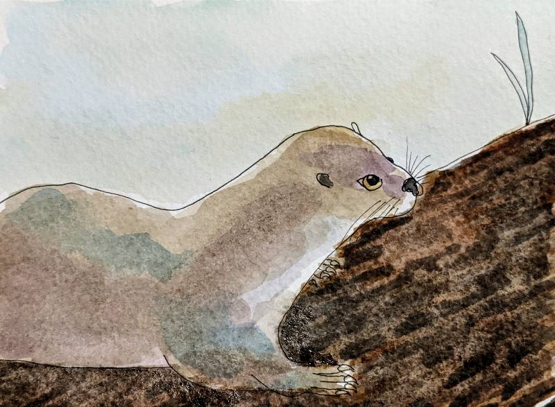 otter by Babyknows (Watercolor)